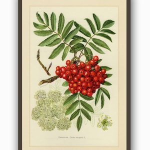 Botanical Print, Rowan Berry Print,  Kitchen Poster, Home Wall Art Decor