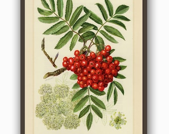 Stampa botanica, stampa di bacche di sorbo, poster da cucina, decorazione da parete per la casa
