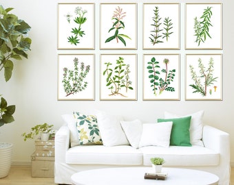 Botanical Posters Set of 8, Botanical Prints, Botanical Kitchen Decor, Botanical Art,  Kitchen Art Plant Posters, Eco Art