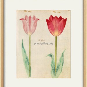 May include: Two tulips, one pink and one red, are depicted in a botanical illustration. The tulips have green stems and leaves. The illustration is labeled "No. 177." and "No. 164." with the text "Auct. prin-gallery.org" at the bottom.