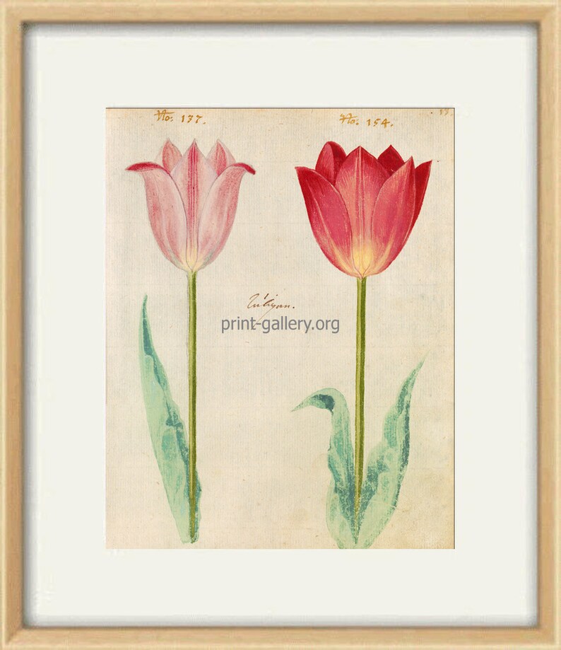May include: Two tulips, one pink and one red, are depicted in a botanical illustration. The tulips have green stems and leaves. The illustration is labeled "No. 177." and "No. 164." with the text "Auct. prin-gallery.org" at the bottom.