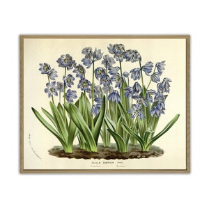 Flower Print, Kitchen Wall Art Decor, Botanical Illustration Art, Blue Flower, Large Wall Art
