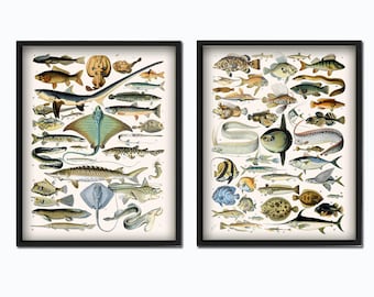 Fisktryck - Väggkonst med fisk - Fiskdekor - Vetenskaplig konst - Tryck med havsdjur - Vattendjur - Konst med havsdjur - Set om 2