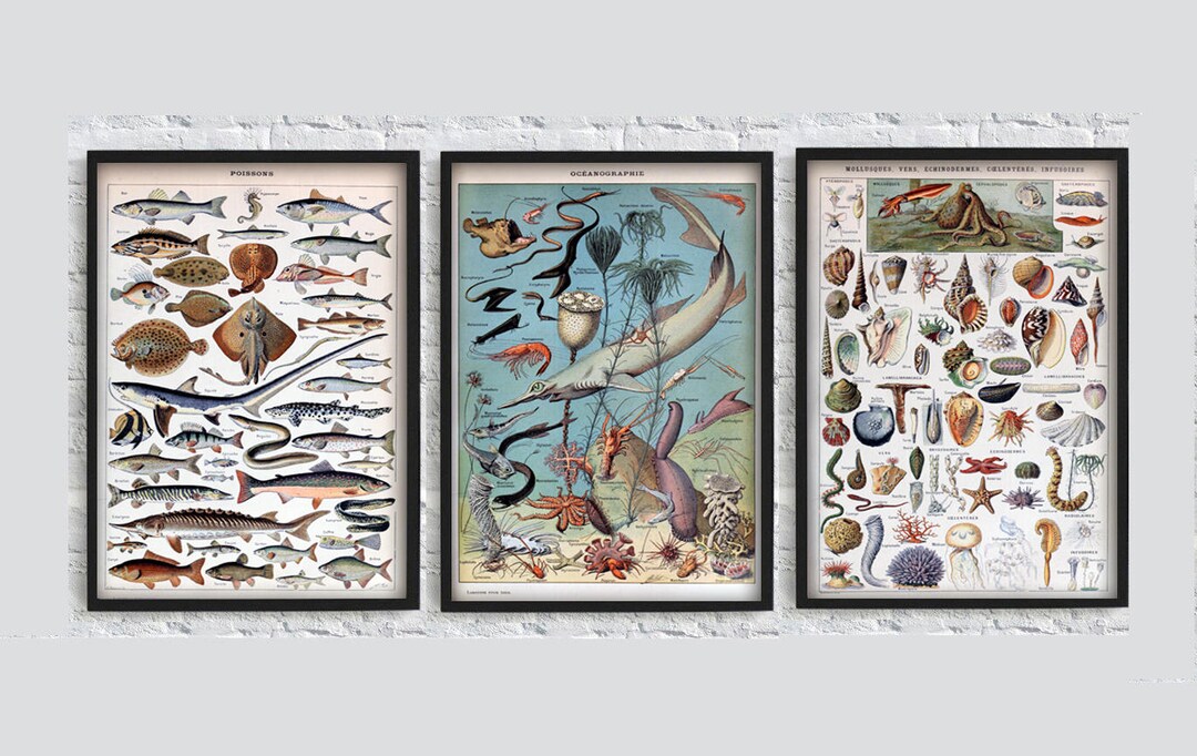 Sea Animals Print -shell Print - Fish Poster - Molluscs Print - Wall ...