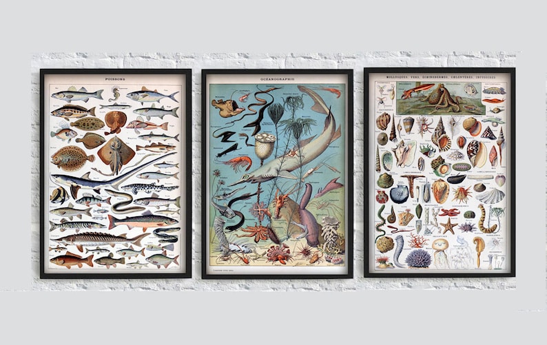 Sea Animals Print shell Print Fish Poster Molluscs Print | Etsy