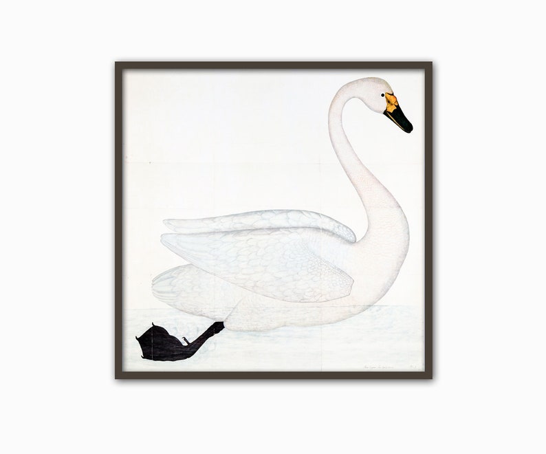 Swan Bird Square Print Home Decor Vintage Illustration image 2