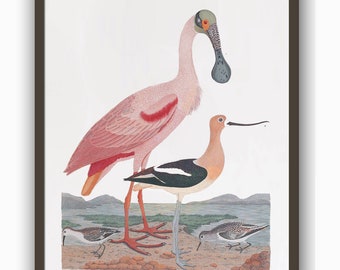 Birds Print, Large Wall Art Decor, Home Gallery, American Ornithology