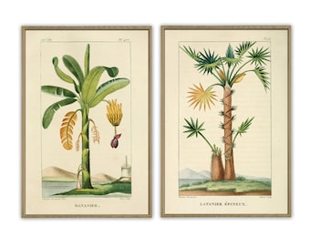 Set met palmprint, tropische plant, vintage botanische illustratie, decor palmmuur
