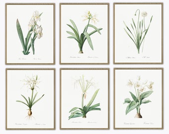 White Flower Botanical Drawings Botanical Illustration Set of 6 Botanical Prints Botanical Wall Art Botanical Posters