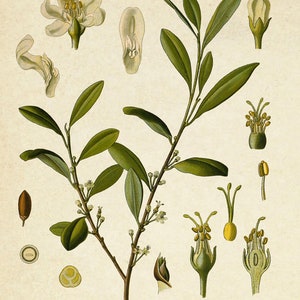 Puede incluir: Una ilustraci&oacute;n bot&aacute;nica de Erythroxylon Coca, una planta con hojas verdes y peque&ntilde;as flores blancas. La ilustraci&oacute;n incluye detalles de cerca de las flores, los capullos y las semillas de la planta.