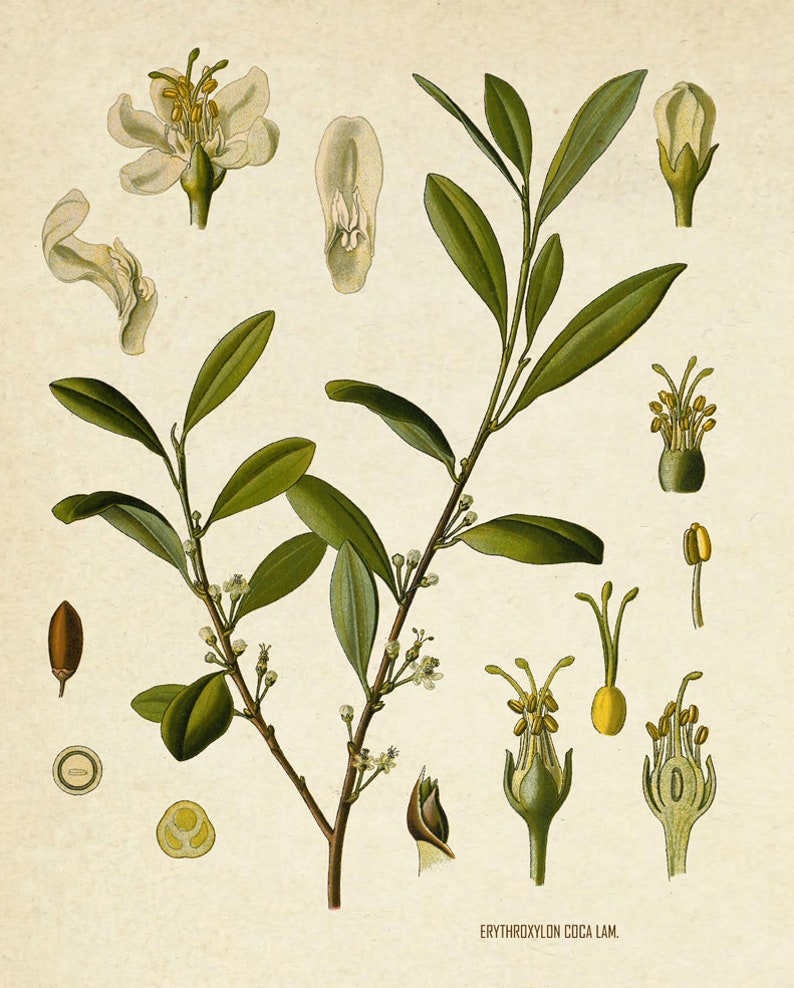 Puede incluir: Una ilustraci&oacute;n bot&aacute;nica de Erythroxylon Coca, una planta con hojas verdes y peque&ntilde;as flores blancas. La ilustraci&oacute;n incluye detalles de cerca de las flores, los capullos y las semillas de la planta.
