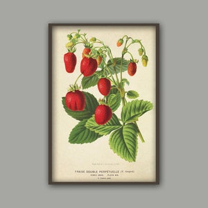 Antique Strawberry Print, Berry Botanical Illustration, Kitchen Berry Wall Art Decor, Berry Poster image 4