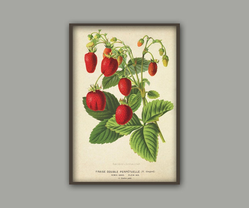 Antique Strawberry Print, Berry Botanical Illustration, Kitchen Berry Wall Art Decor, Berry Poster image 4