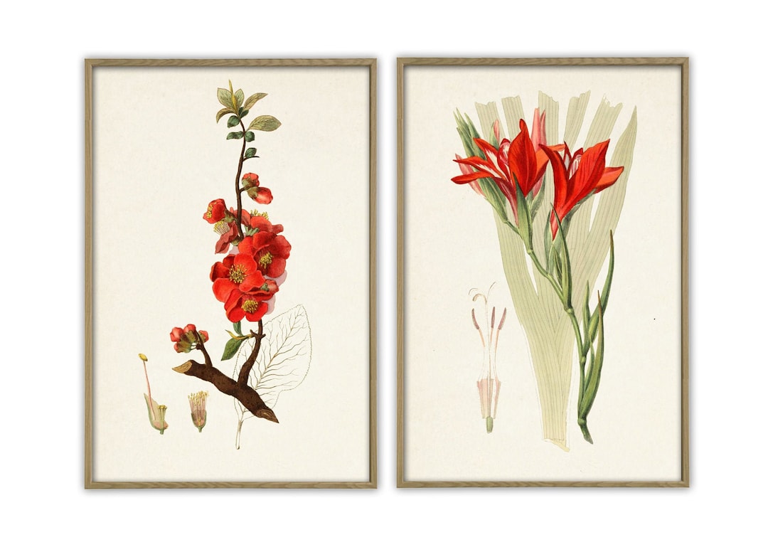 Garden Flowers Art Print Set of 2, Botanical Illustration Print, Wall ...