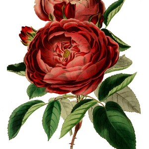 May include: A vintage illustration of a bouquet of red roses with green leaves. The roses are in full bloom and have a delicate, romantic feel.