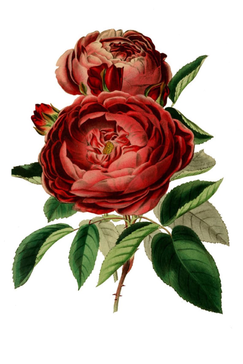 May include: A vintage illustration of a bouquet of red roses with green leaves. The roses are in full bloom and have a delicate, romantic feel.