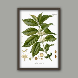 Kaffeplantatryck - Kaffeplantakonst - Kaffeposter - Väggkonsttryck - Köksdekoration-382 white