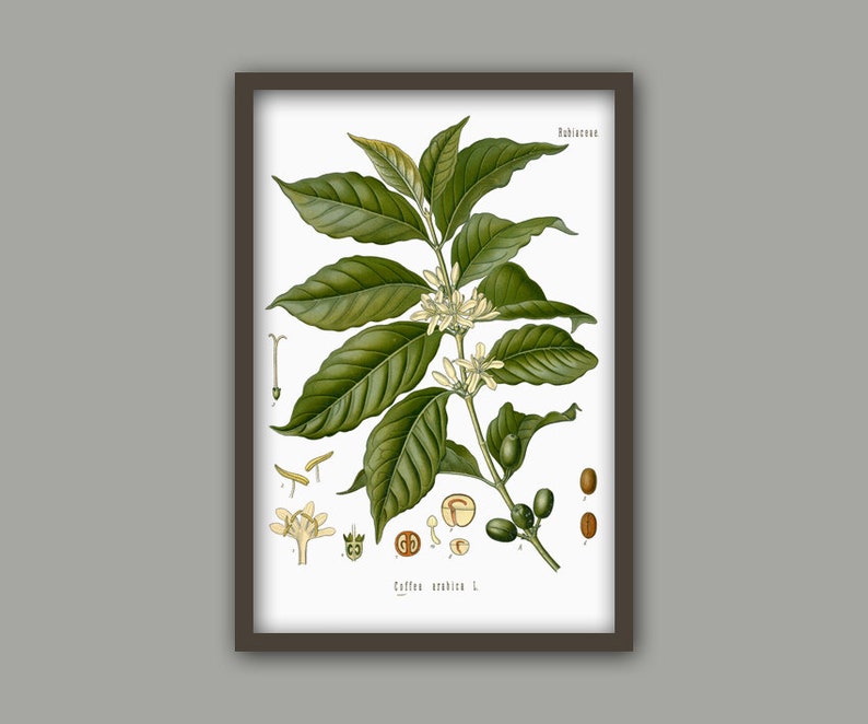 Kaffeplantatryck - Kaffeplantakonst - Kaffeposter - Väggkonsttryck - Köksdekoration-382 white
