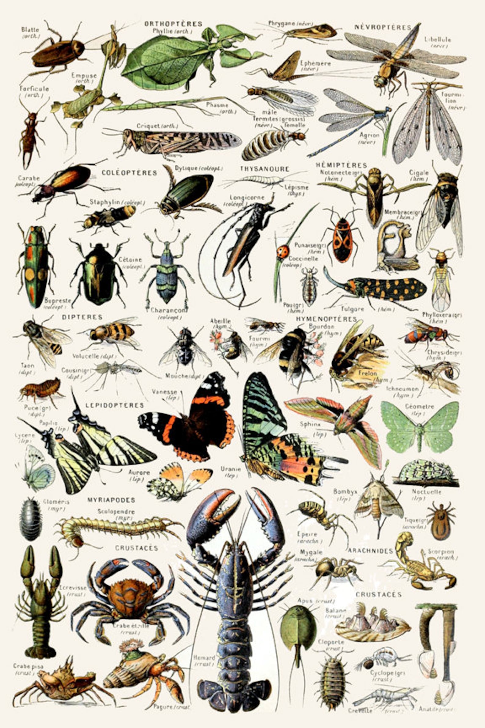 Science Print Insect Poster Sea Animals Print Wall Art | Etsy