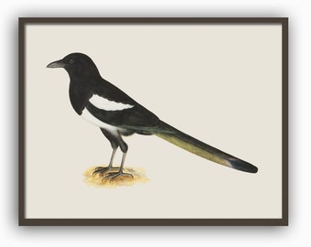 Magpie Bird Print Large Wall Art Decor, Forest Bird Vintage Illustration Large Wall Art Print Black Horizontal