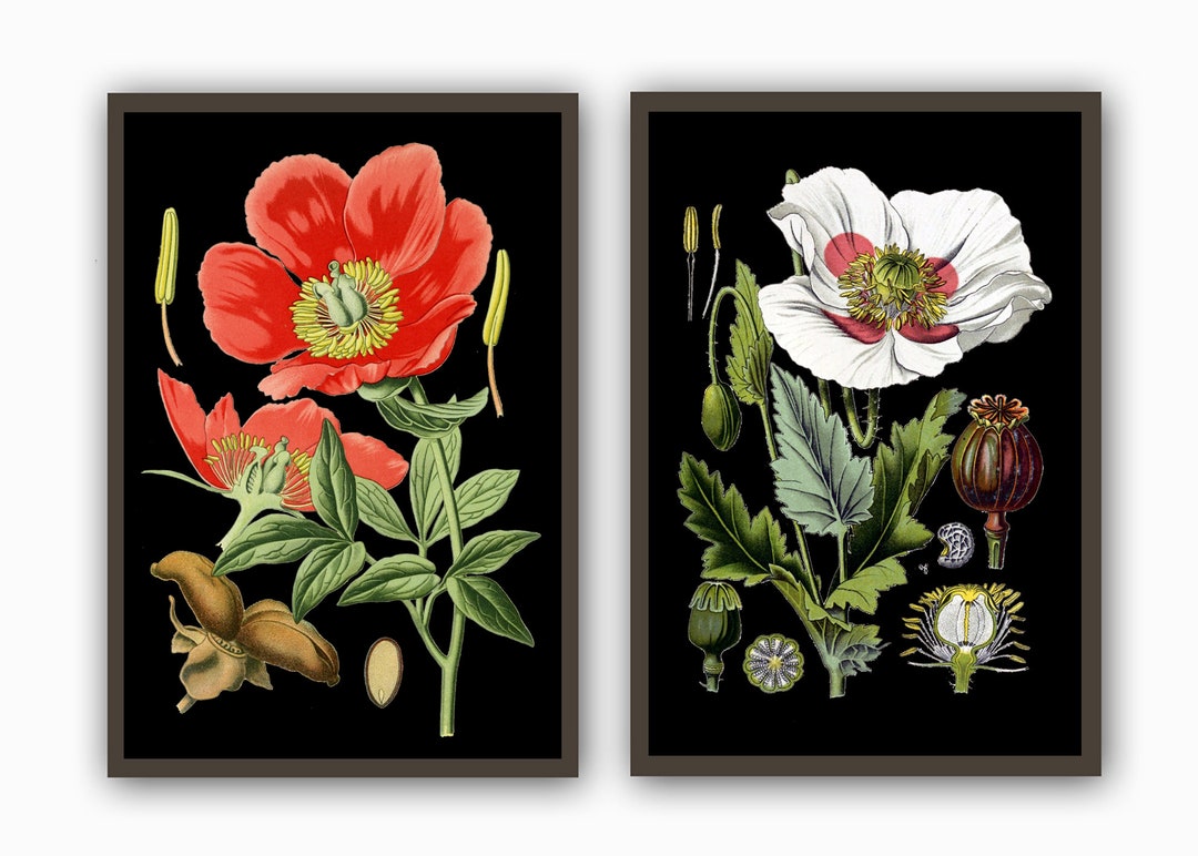 Flower Print Flower on Black Vintage Botanical Art Home Wall Art Living ...