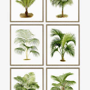 May include: Set of six framed botanical illustrations of palm trees. Each illustration features a different species of palm tree with detailed foliage and a white background.