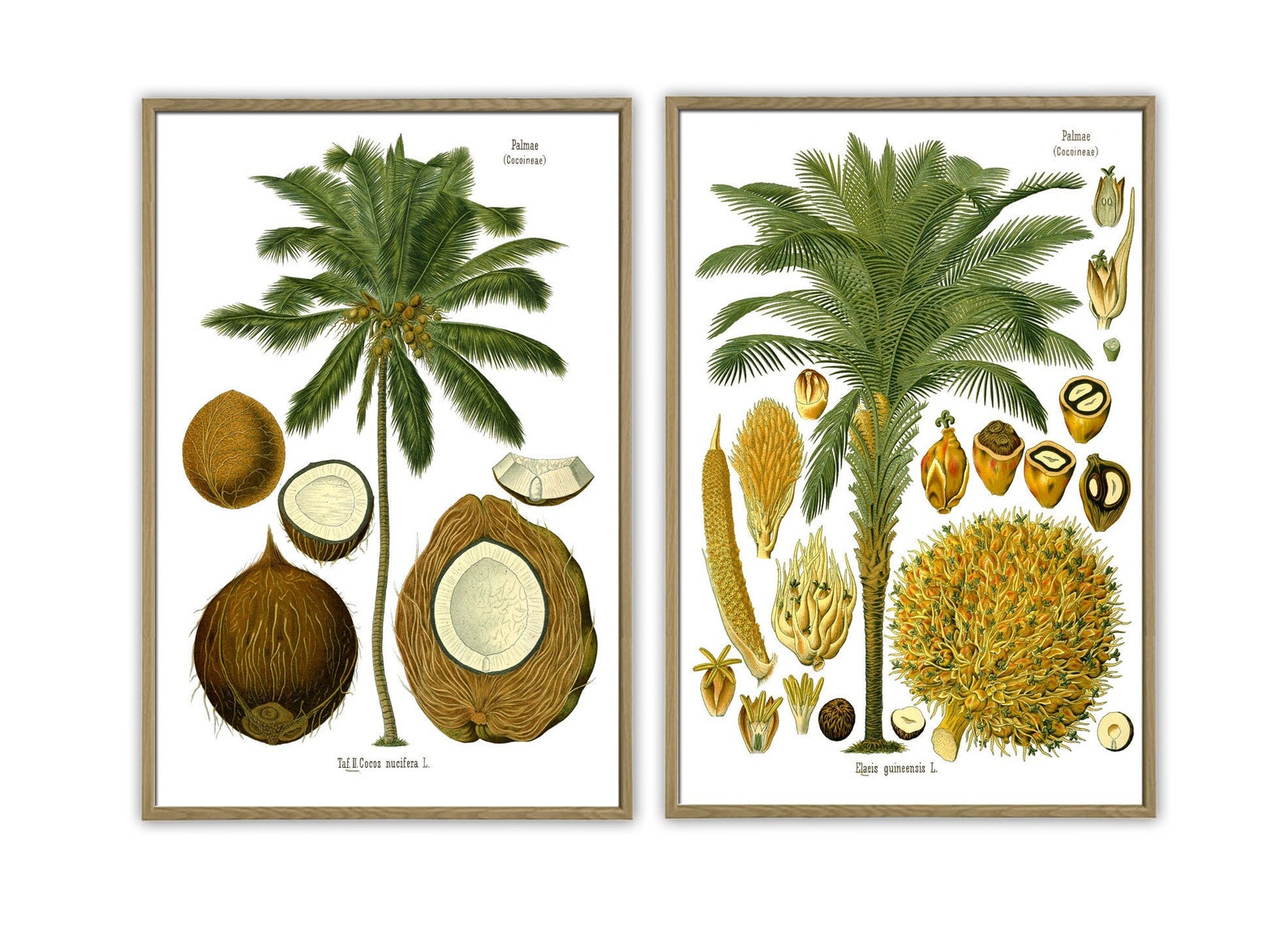 Palm Wall Art Print Set of 2 Botanical Home Decor Tropical | Etsy