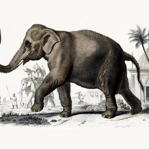 Elephant Print, Animal Wall Decor, Elephant Picture, Home Decor, Antique Animal Art image 4