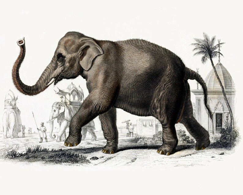 Elephant Print, Animal Wall Decor, Elephant Picture, Home Decor, Antique Animal Art image 4