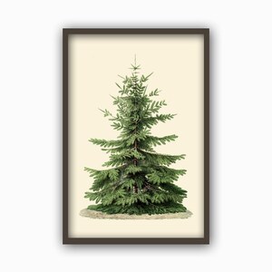 May include: A vintage botanical illustration of a green evergreen tree with a brown trunk. The tree is depicted in a simple, minimalist style against a cream background.