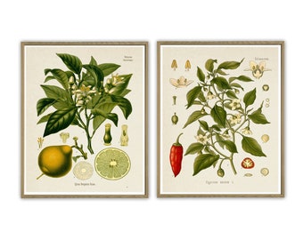 Vintage Botanical Fruit Art Print Set, Kitchen Wall Decor