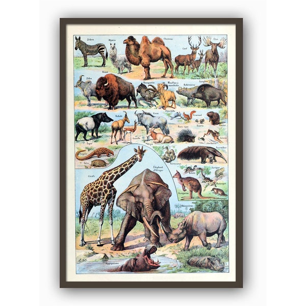 Safari Animal Print, Science Poster, Animals Vintage Illustration, Larousse Print, Millot Poster, Wall Art Print