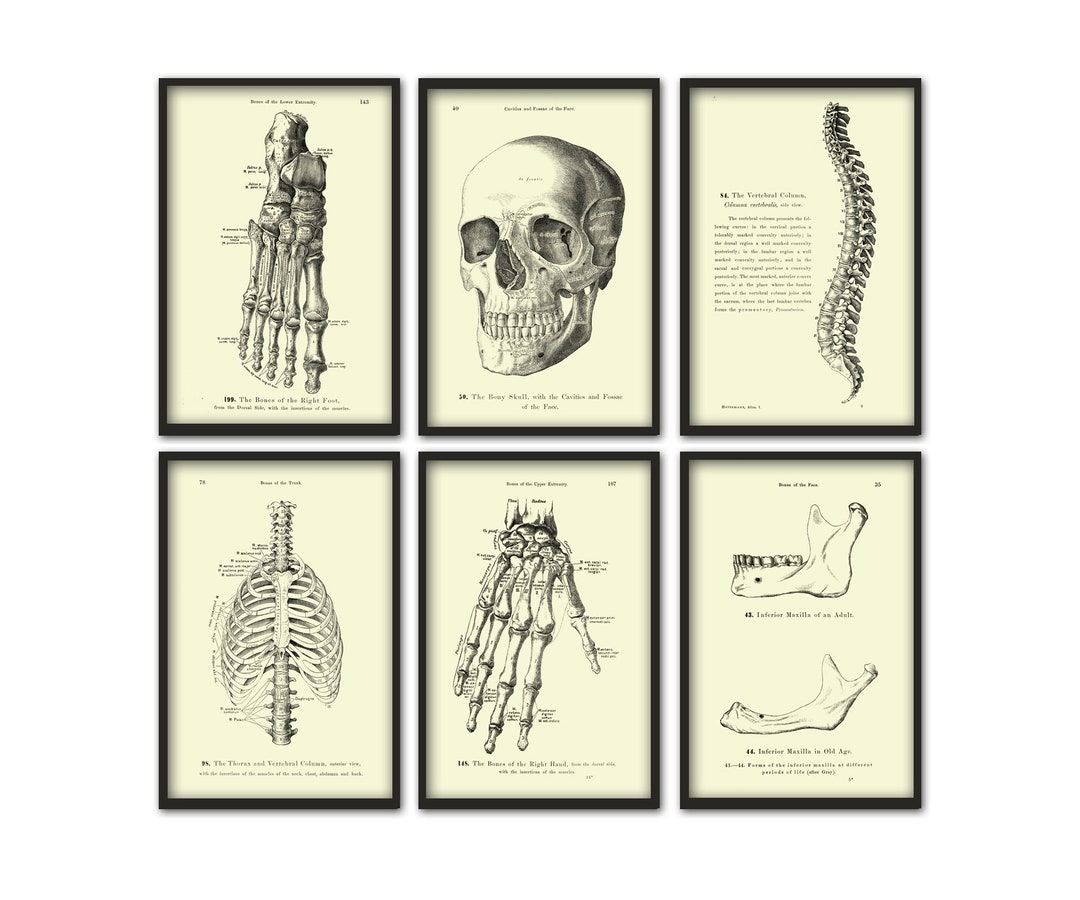 Human Anatomy Print Set of 6 Human Skull Wall Art Skeleton Print ...