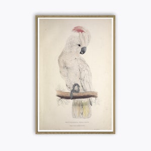 Parrot Print, Bird Print, Wall Art Decor, Cockatoo, Tropical Exotic Bird, Vintage Illustration Print