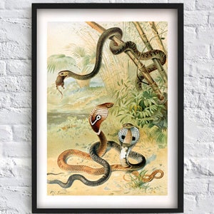 Snake Vintage Wall Art Poster - Reptiles Natural History Home Decor - Antique Snake Illustration Art Print - Cobra Print - Art-341