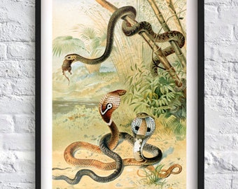 Snake Vintage Wall Art Poster - Reptiles Natural History Home Decor - Antique Snake Illustration Art Print - Cobra Print - Art-341