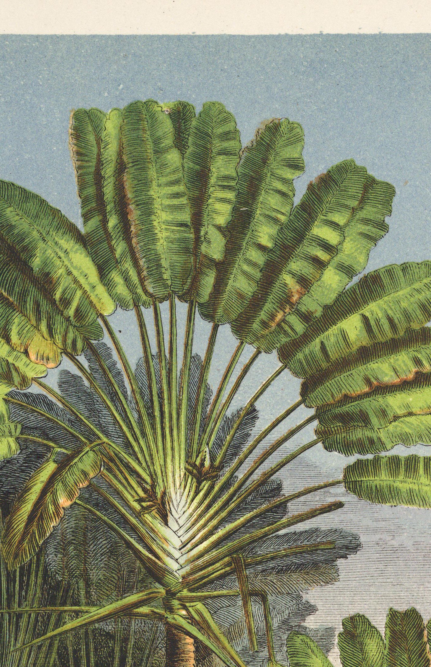 Palm Tree Wall Art Print, Palm Tree Botanical Illustration Art, Palm ...