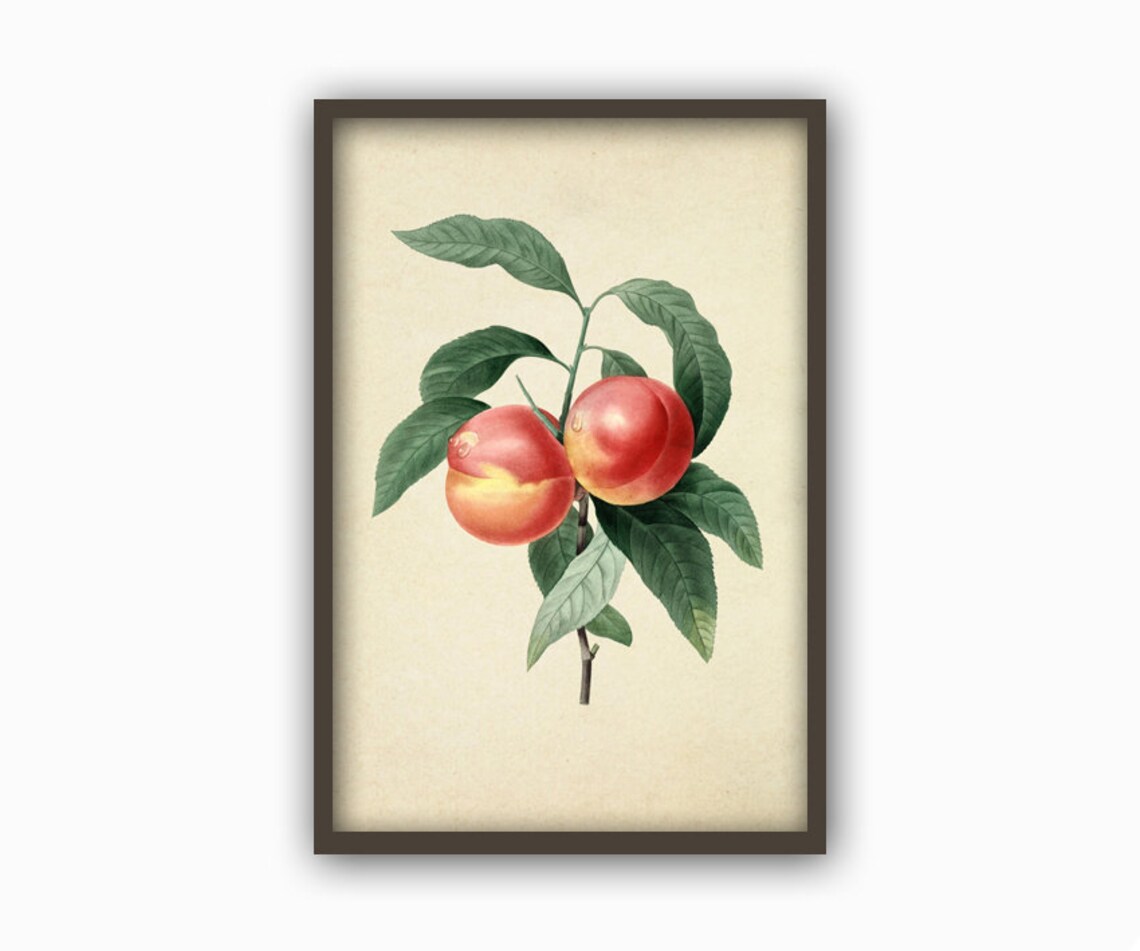 Peach Fruit Wall Art Print Peach Botanical Kitchen Decor Etsy