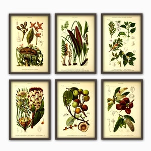 Antique Plant Wall Art Print Set of 6, Home Decor, Botanical Illustration, Plant Gallery, Plant Poster, Plant Decor image 3