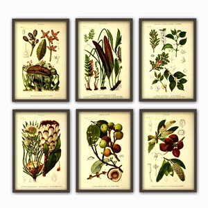 Botanical Wall Art Print Set of 6, Home Decor, Botanical Illustration, Plant Gallery, Plant Poster, Plant Decor image 3