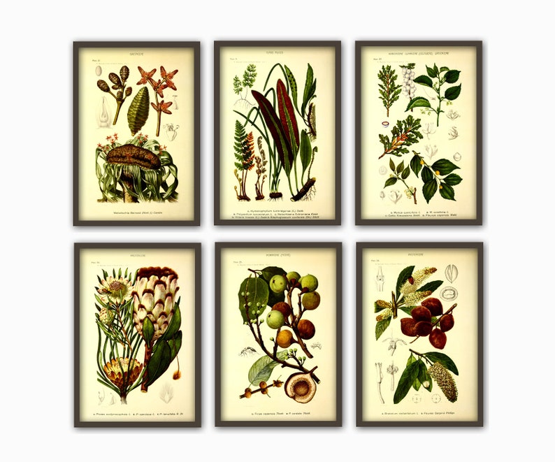 Botanical Wall Art Print Set of 6, Home Decor, Botanical Illustration, Plant Gallery, Plant Poster, Plant Decor image 3