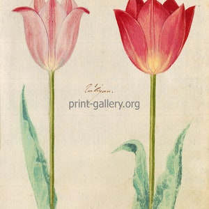 May include: Two watercolor paintings of tulips. The tulip on the left is pink with a white center. The tulip on the right is red with a yellow center. Both tulips have green stems and leaves. The text "No. 177." is in the top left corner of the image. The text "No. 154." is in the top right corner of the image.