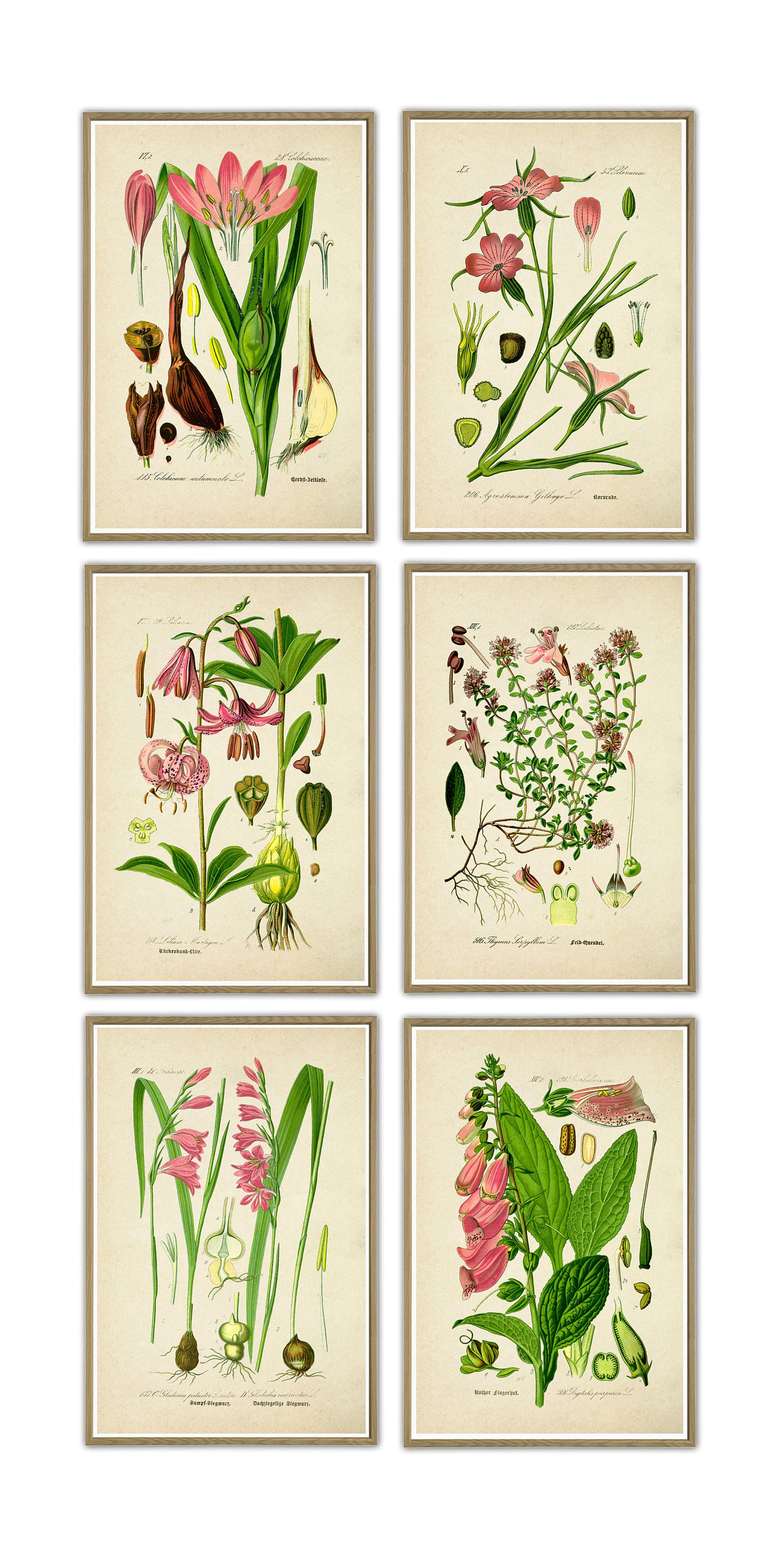 Flower Botanical Art Print Botanical Illustration Set of 6 Botanical ...