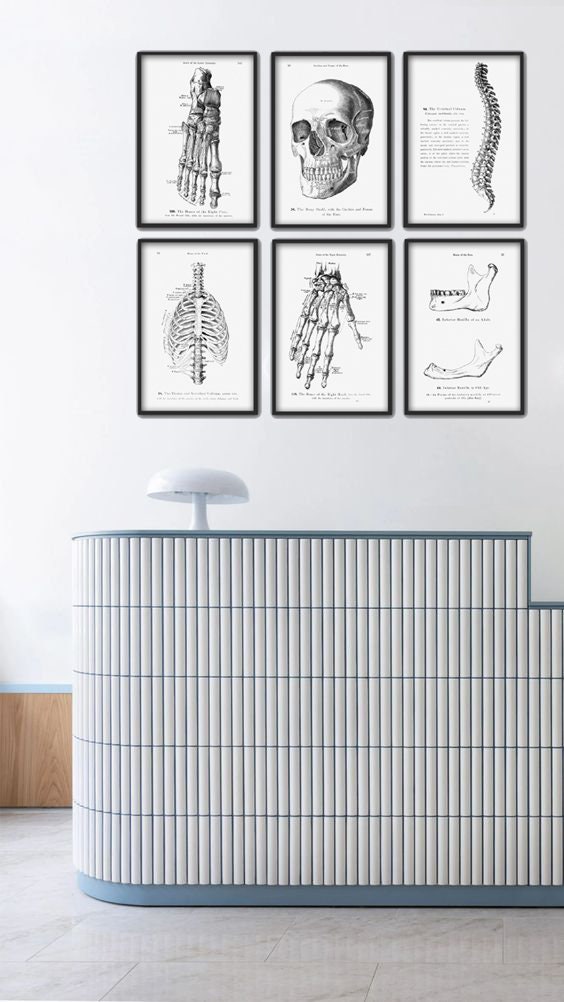 Human Skeleton Bones Print Set of 6 - Human Skull Wall Art - Anatomy ...