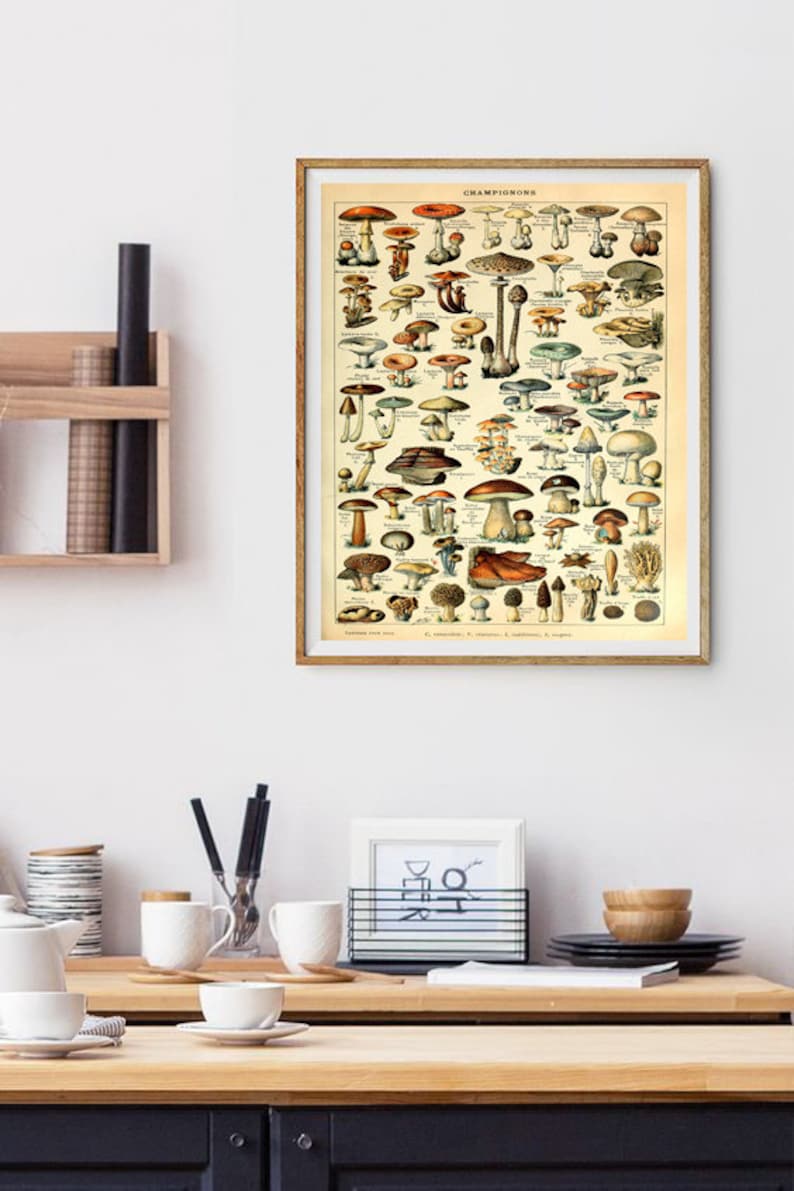 Mushroom Print Kitchen Wall Decor Vintage Botanical Wall - Etsy