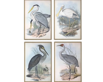 Birds Prints Set of 4 , Large Bird Illustration, Living Room Wall Decor, Antique Birds Print, Australian Bird Decor