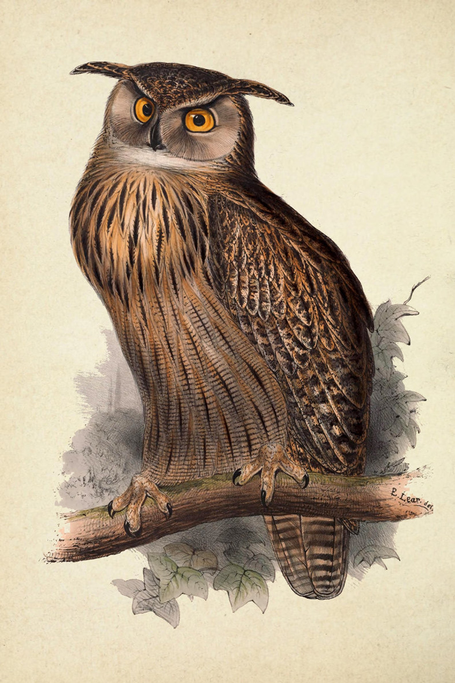 Owl Picture Print Set of 6 Bird Wall Decor Ornithology | Etsy