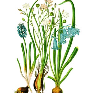 May include: A botanical illustration of three different types of flowers with their bulbs. The flowers are blue, white, and pink. The bulbs are brown and have roots.