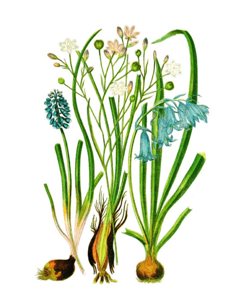 May include: A botanical illustration of three different types of flowers with their bulbs. The flowers are blue, white, and pink. The bulbs are brown and have roots.