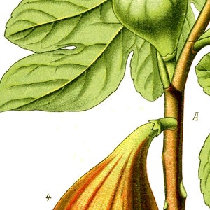 May include: A close-up of a fig tree branch with two figs. The fig on the left is green and the fig on the right is orange and yellow. The branch is brown and has green leaves.